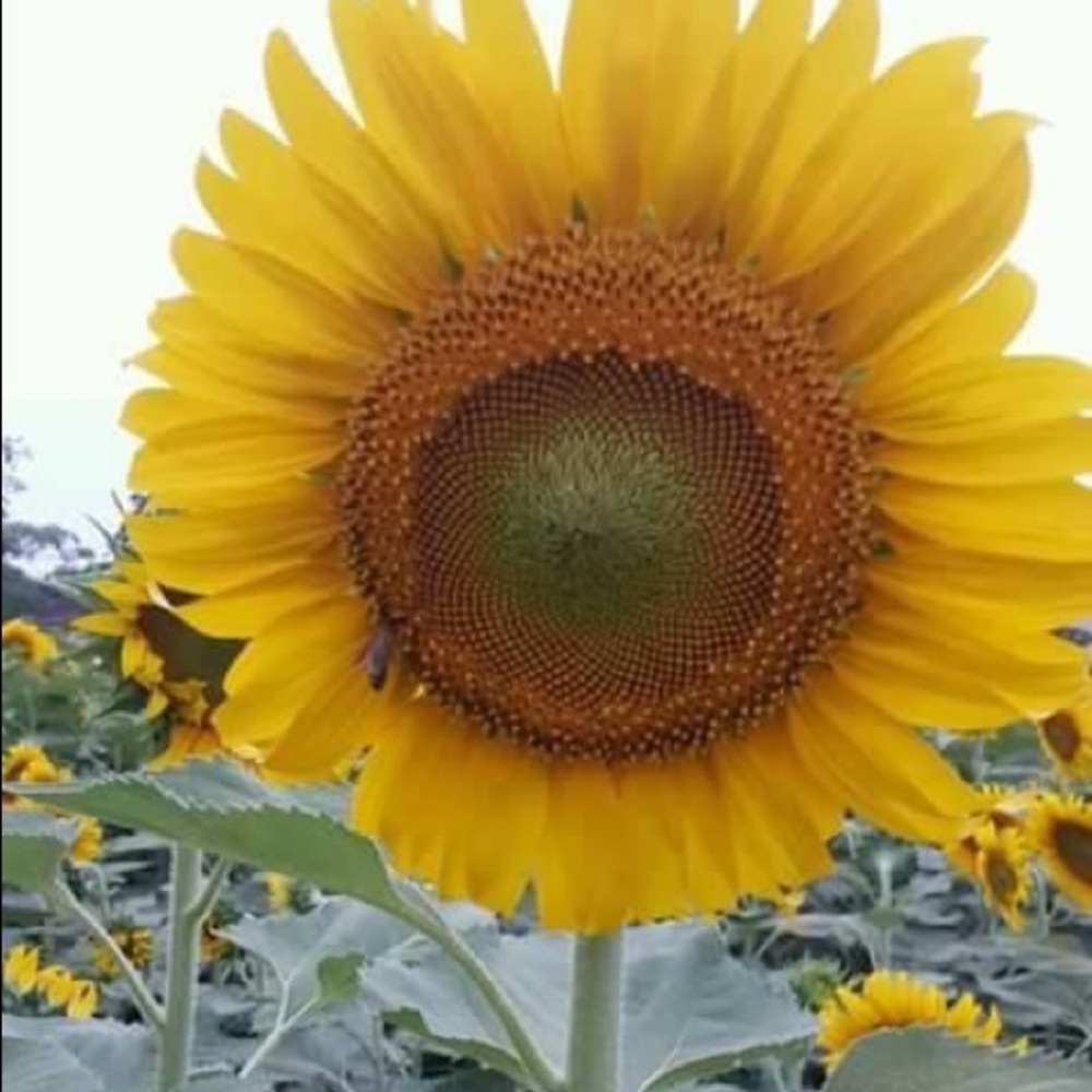 Meet your Posher, Yesenia